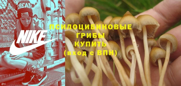 ПСИЛОЦИБИНОВЫЕ ГРИБЫ Алзамай